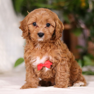 Cavapoo Puppy Wallace