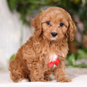 Cavapoo Puppy Wallace