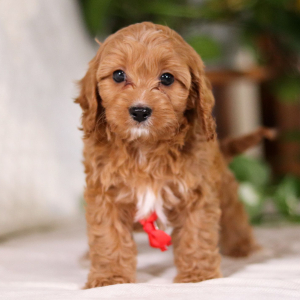 Cavapoo Puppy Wallace