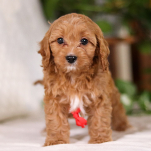 Cavapoo Puppy Wallace