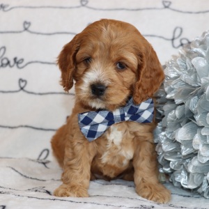 Cockapoo Puppy Dandy
