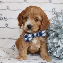 Cockapoo Puppy Dandy
