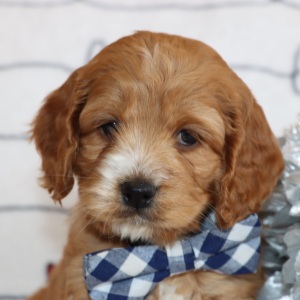 Cockapoo Puppy Dandy