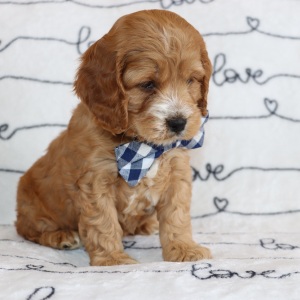 Cockapoo Puppy Dandy