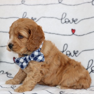 Cockapoo Puppy Dandy