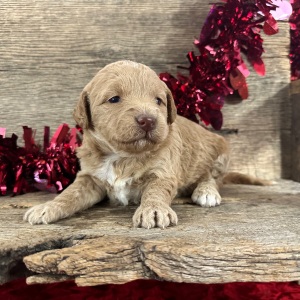 Labradoodle Puppy Heather