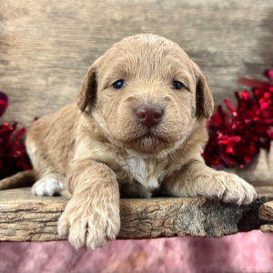 Labradoodle Puppy Heather
