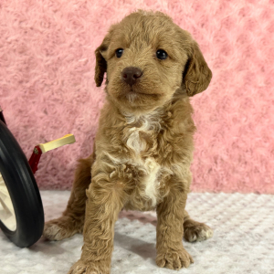 Labradoodle Puppy Heather