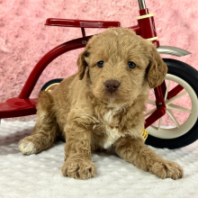 Labradoodle Puppy Heather