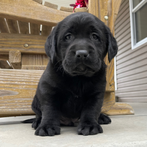 Labrador Retriever Puppy Ian
