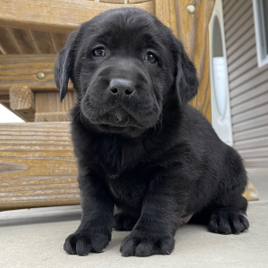 Labrador Retriever Puppy Ian