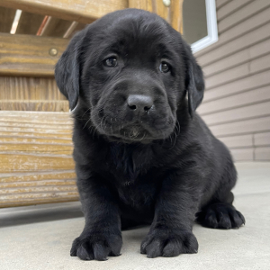 Labrador Retriever Puppy Ian