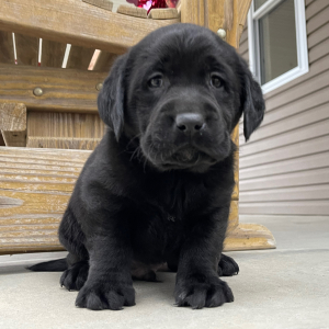 Labrador Retriever Puppy Ian