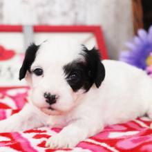 Cavapoo Puppy Billy