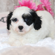 Cavapoo Puppy Billy