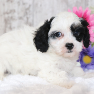 Cavapoo Puppy Billy