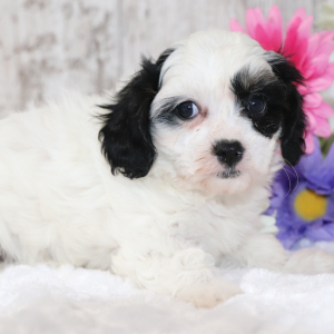Cavapoo Puppy Billy