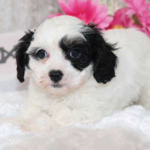 Cavapoo Puppy Billy