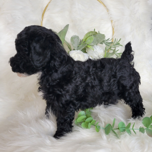 Poodle Puppy Harper