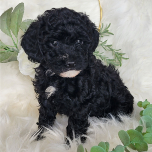 Poodle Puppy Harper