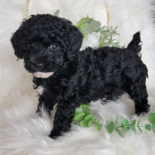 Poodle Puppy Harper