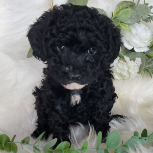 Poodle Puppy Harper
