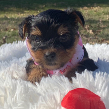Yorkshire Terrier Puppy Lexie