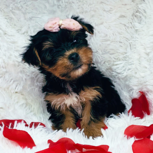 Yorkshire Terrier Puppy Lexie
