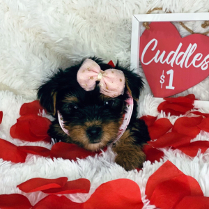 Yorkshire Terrier Puppy Lexie
