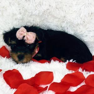 Yorkshire Terrier Puppy Lexie