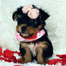 Yorkshire Terrier Puppy Lexie