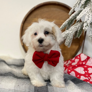 Havanese Puppy Dreemie