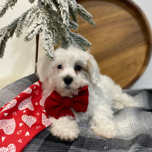 Havanese Puppy Dreemie