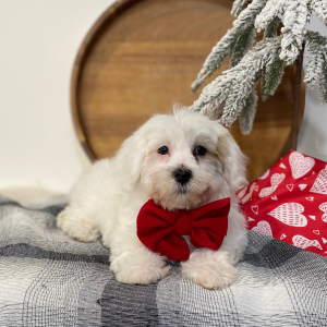 Havanese Puppy Dreemie