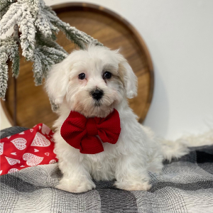 Havanese Puppy Dreemie