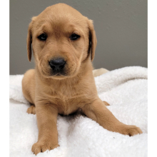 Labrador Retriever Puppy Teeter