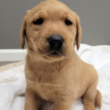 Labrador Retriever Puppy Teeter
