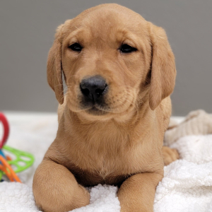 Labrador Retriever Puppy Teeter