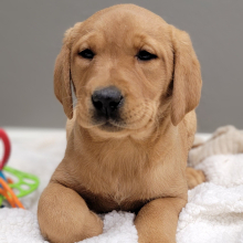 Labrador Retriever Puppy Teeter