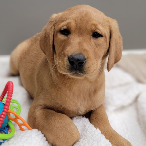 Labrador Retriever Puppy Teeter