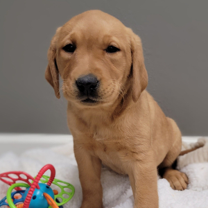 Labrador Retriever Puppy Teeter