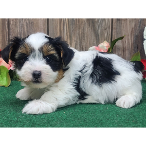 Yorkshire Terrier Puppy Vinnie