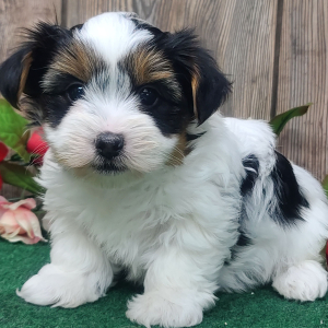 Yorkshire Terrier Puppy Vinnie