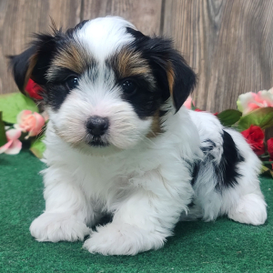 Yorkshire Terrier Puppy Vinnie