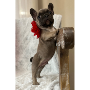 French Bulldog Puppy Valentino