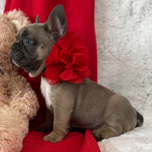 French Bulldog Puppy Valentino