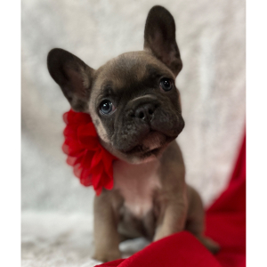 French Bulldog Puppy Valentino