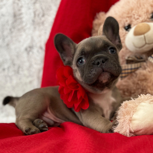 French Bulldog Puppy Valentino