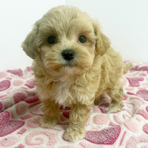 Maltipoo Puppy Hero