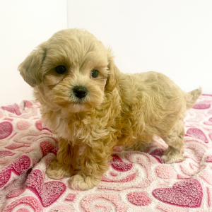 Maltipoo Puppy Hero
